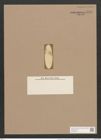 Pleurosigma angulatum var. delicatulum (W.Sm.) V.H. (de-Toni-Nr.: Genus 13, Species 1001) Zeichnungen Sammlung Grunow Nr. 1996 (NHMW-BOT-W0368843)